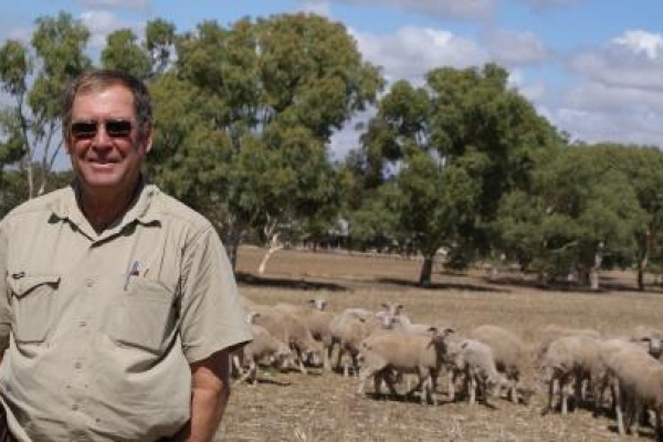 High Points For Danubin Lambs image