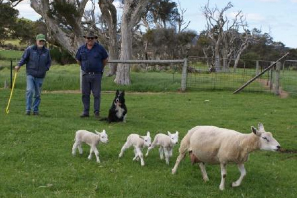 Another Texel/SAMM Win For Albany Breeder image